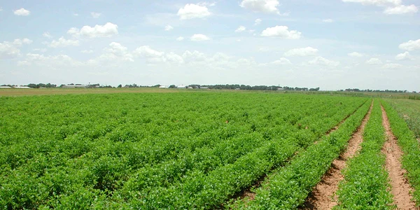 S-au acordat subvenţii pentru 56.000 de hectare