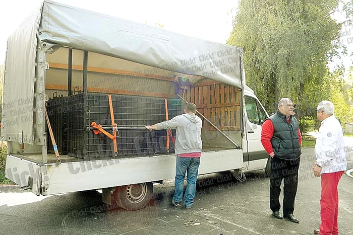 Aşa arată acum  unul din cei doi pui de leu ai  interlopului (Fotografii: Dana Mihai)