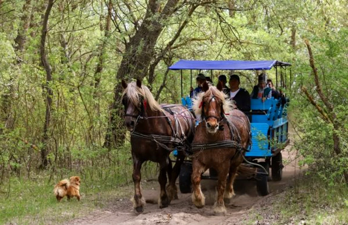 Caii şi trăsura cumpărate din bani UE                                              FOTO: Elena Baccela
