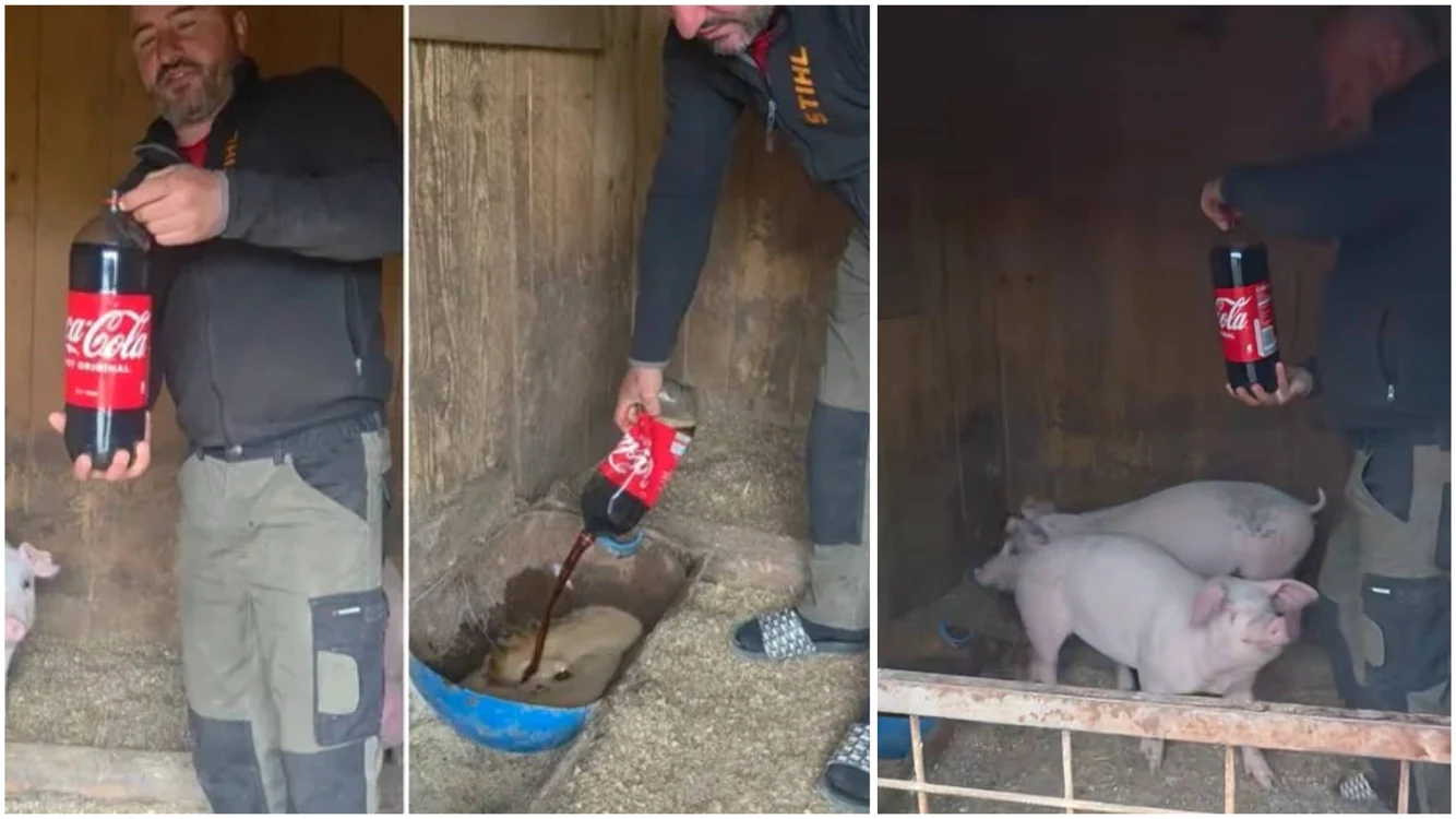 Fermierul care le-a dat suc porcilor. Foto: captură TikTok