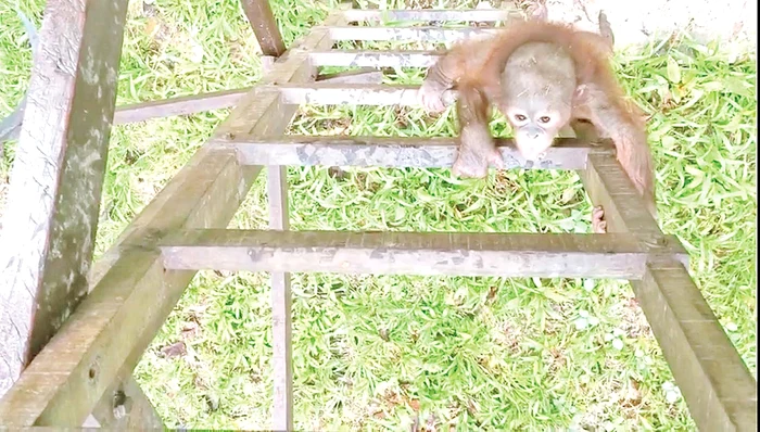 Scările se folosesc  ca material didactic