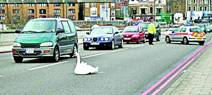 
    Una dintre benzile  de pe podul  Kew a fost blocată până ce  graţioasa pasăre şi-a luat zborul  