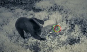 urs soricei captura video jpg
