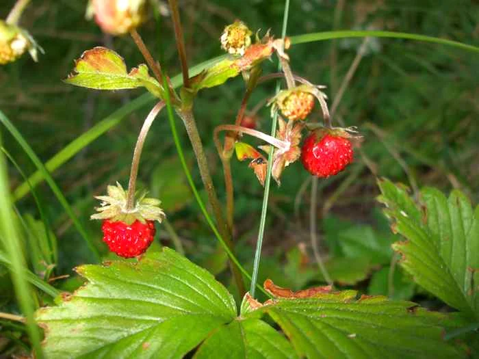 
    Frăguţele au calităţi deosebite.  