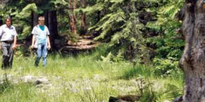 Pădure transformată în zonă de agrement