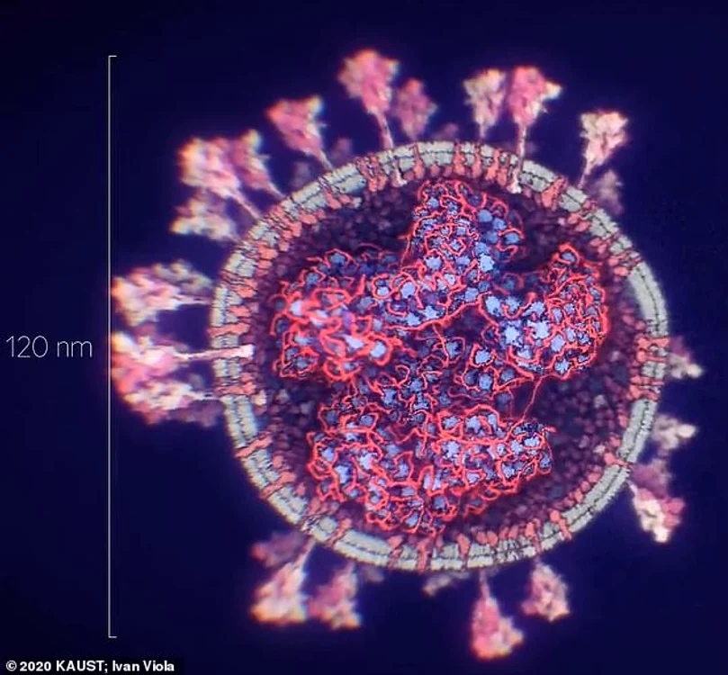Covid-19 are un diametru de aproximativ 120 nanometri fiind de 1000 de ori mai mic decât diametrul firului de păr