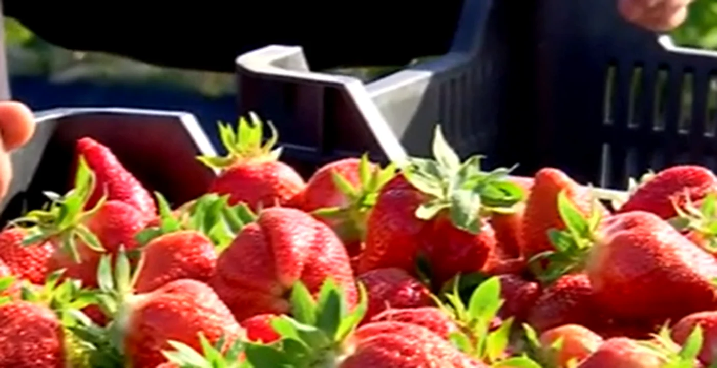 Capșunile sunt fructele care pot conține o cantitate mare de pesticide
