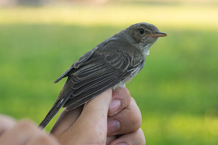 O nouă specie de pasăre a fost identificată în România. „Fauna țării a devenit acum mai bogată”