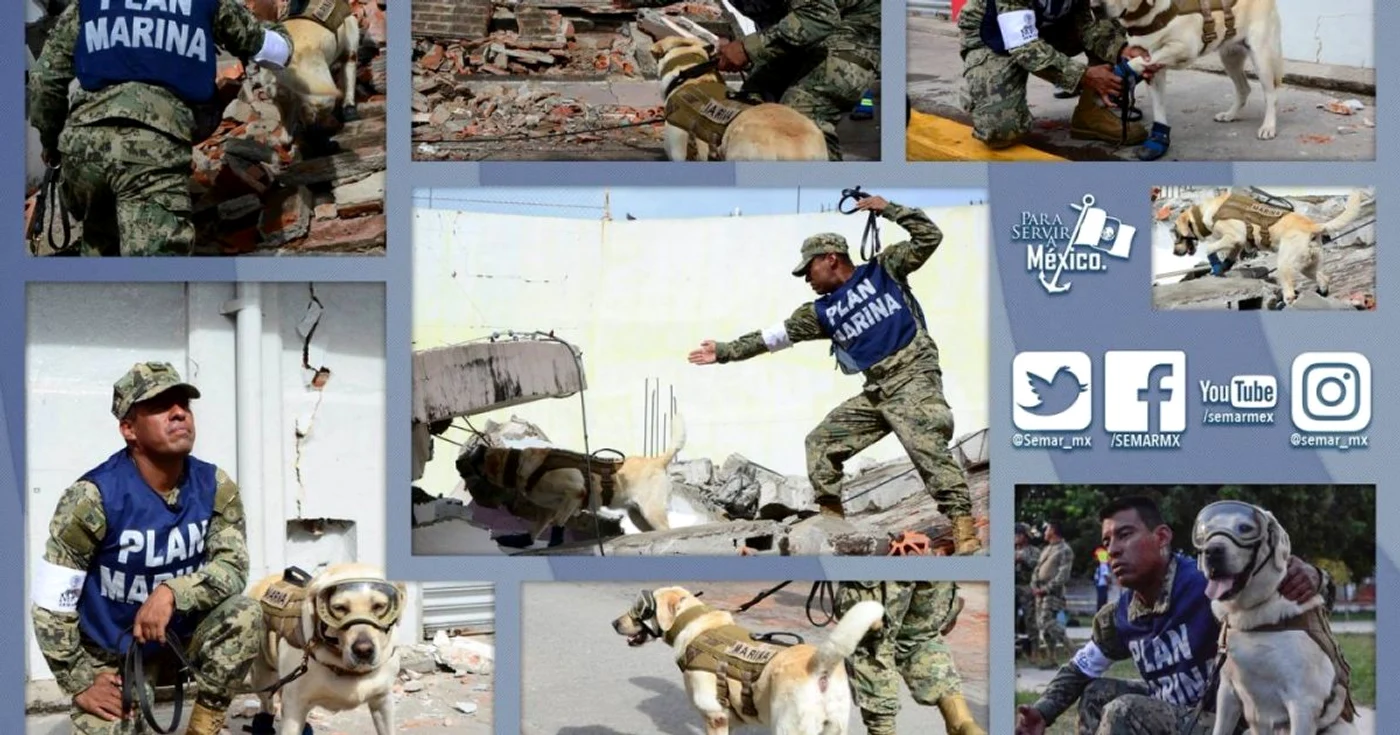 Labradorul care a salvat vieti in Mexic FOTO Twitter @presidenciaMX