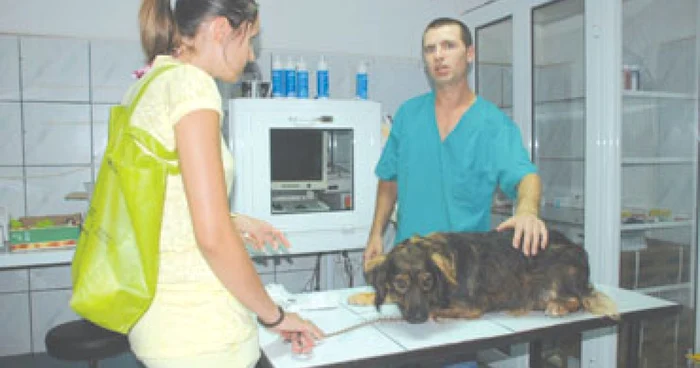 Constanţa: Cabinete veterinare, doar în trei staţiuni