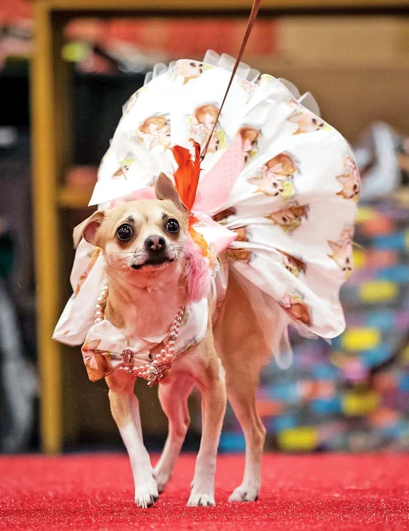 Prinţesele evenimentului au fost desemnate tot din rândul simpaticilor chihuahua