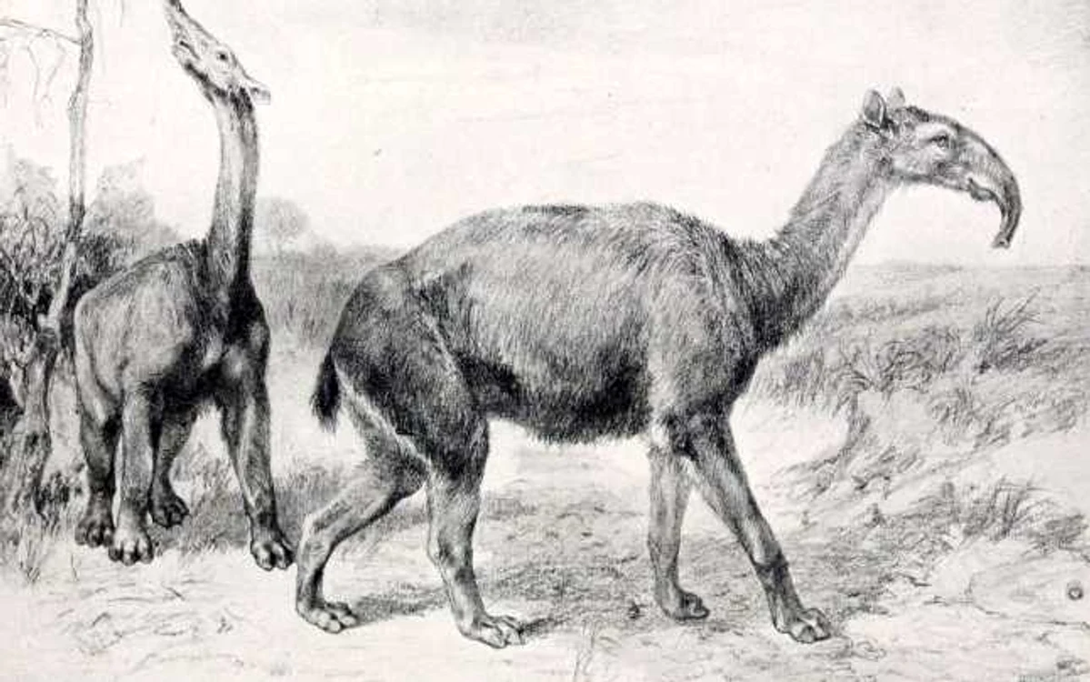 animal descoperire