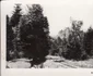 Căi ferate forestiere din Valea Jiului Anul 1956 Foto Richard Marschalko (25) jpg