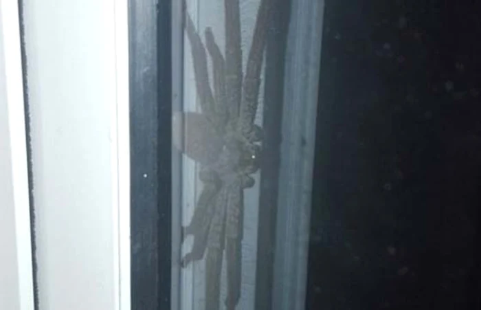 
    Fotografia publicată i-a şocat pe cei care au privit-o foto: observator.tv  