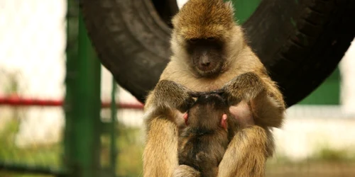 Puiul stă zi şi noapte lipit de mama lui Foto: Stelian Grăjdan