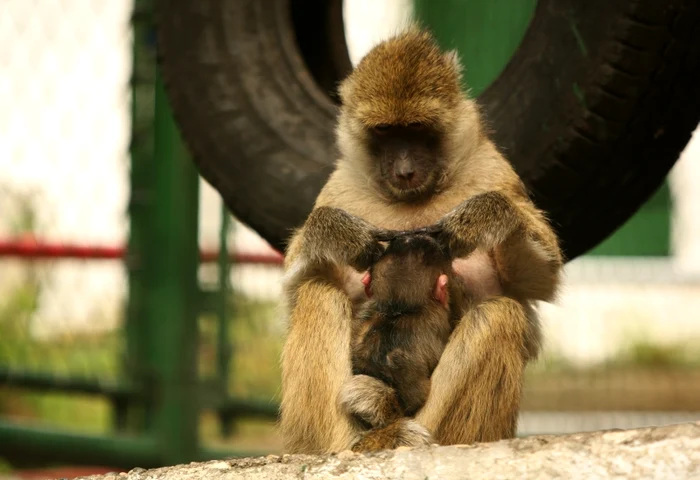 Puiul stă zi şi noapte lipit de mama lui Foto: Stelian Grăjdan