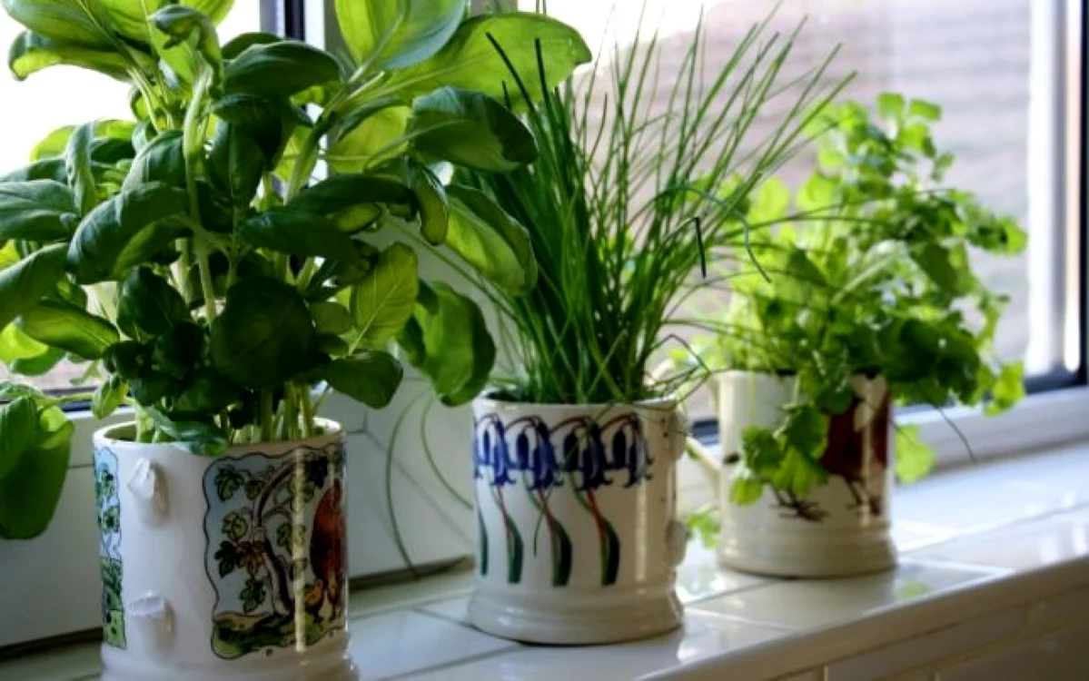 Putem menţine ghivecele în care am semănat plante aromatice în apartament până la răsărire, după care le transferăm în balcon FOTO Adevărul