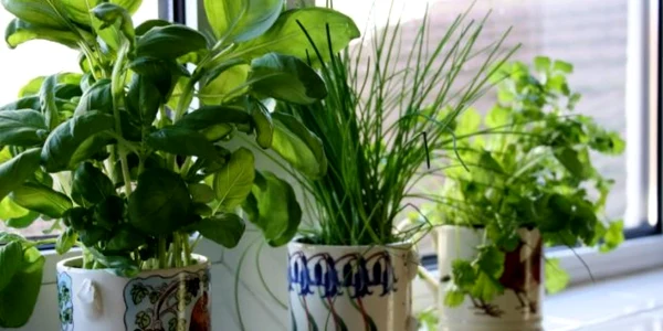 plante aromatice