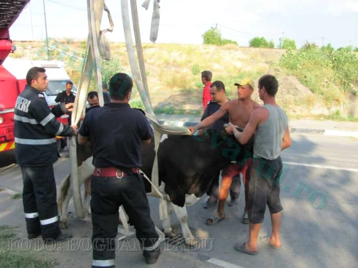 Vaca a fost salvată de pompierii giurgiuveni