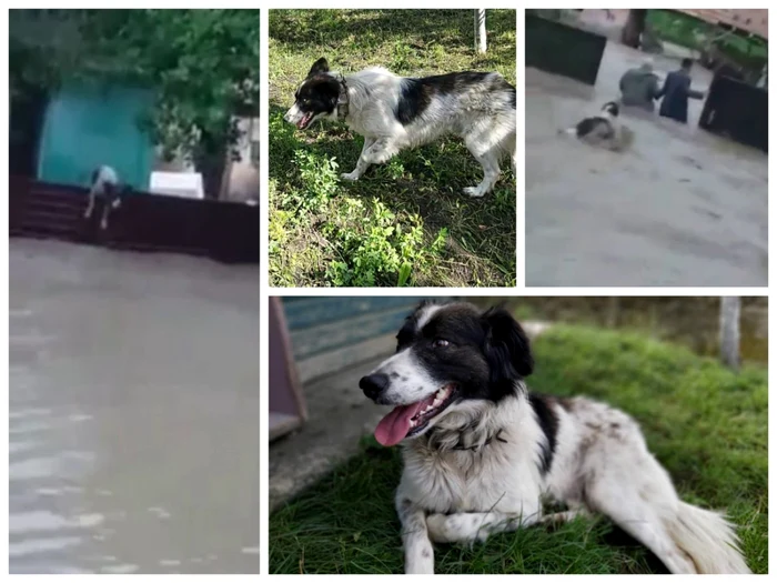 Bruno a scăpat cu bine din viitura de la Sânbenedic. Foto: Facebook/ Zolty Milik