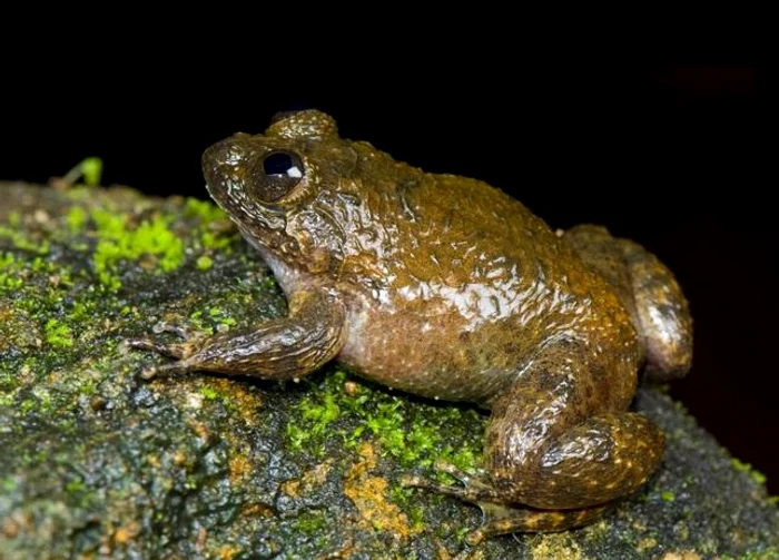 Broaştele nu transmit tumori, aşa cum se crede