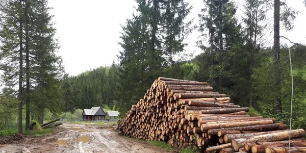 padure lemn apuseni
