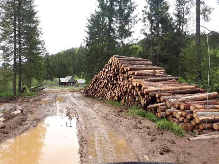 Pădurarul este acuzat de o serie de fapte penale