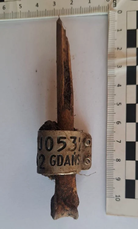 Inel metalic barză, Sincraiu (© Florentin Neagoe; Muzeul Național al Carpaților Răsăriteni)