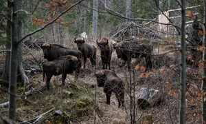 Zimbri Fundatia Conservation Carpathia Nucsoara JPG