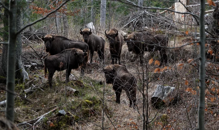 Peste 20 de zimbri morți, lăsați să putrezească / foto: arhiva Click!