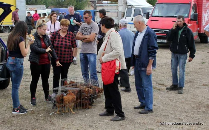 baltata romaneasca