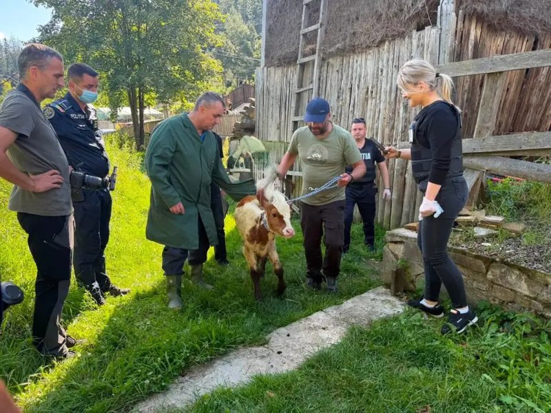 Animale bolnave și înfometate, găsite în curtea unei bătrâne din Suceava. Doi viței erau morți