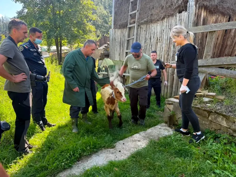 Imagini cumplite în Suceava: animale bolnave și înfometate. FOTO: Monitorul de Suceava