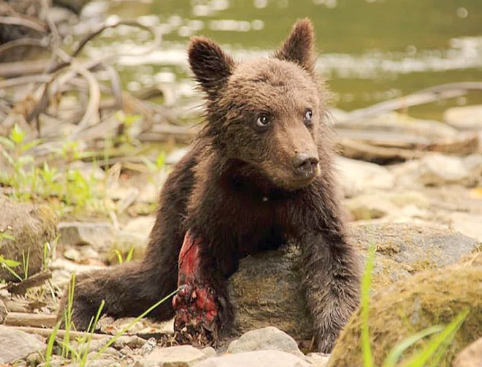 Animăluțul suferea din cauza rănii provocate de tren