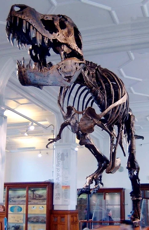 Schelet de T-Rex la Muzeul din Manchester FOTO wikipedia