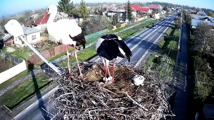 Cuibul de berze din Răcari. FOTO Primăria Răcari