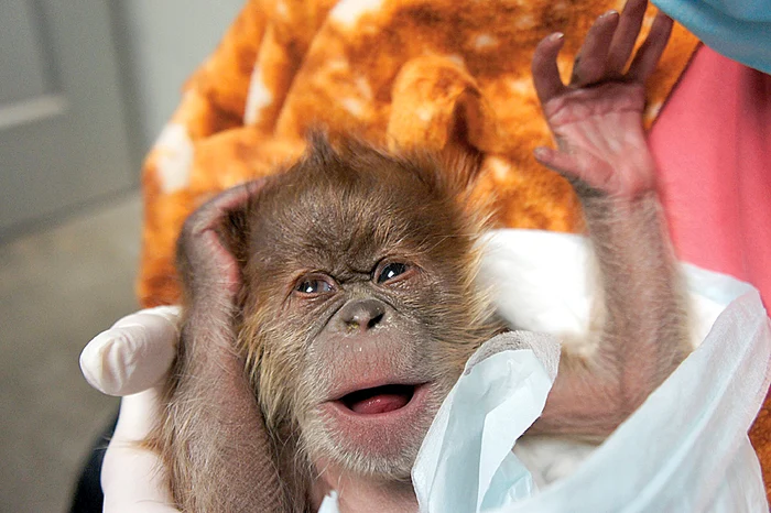 Bebeluşul de urangutan de Sumatra este  primul „blănos” adus pe lume prin cezariană