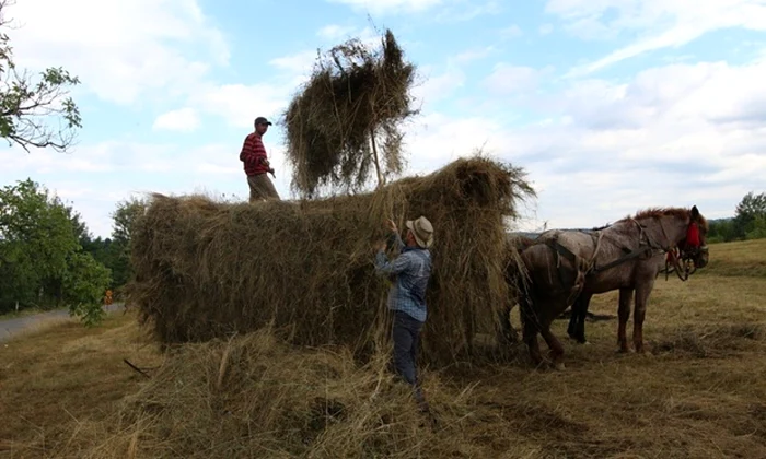 the guardian maramures