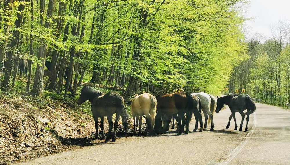 România, cutreierată de mii de cai sălbăticiți. Locurile unde pot fi întâlnite hergheliile libere