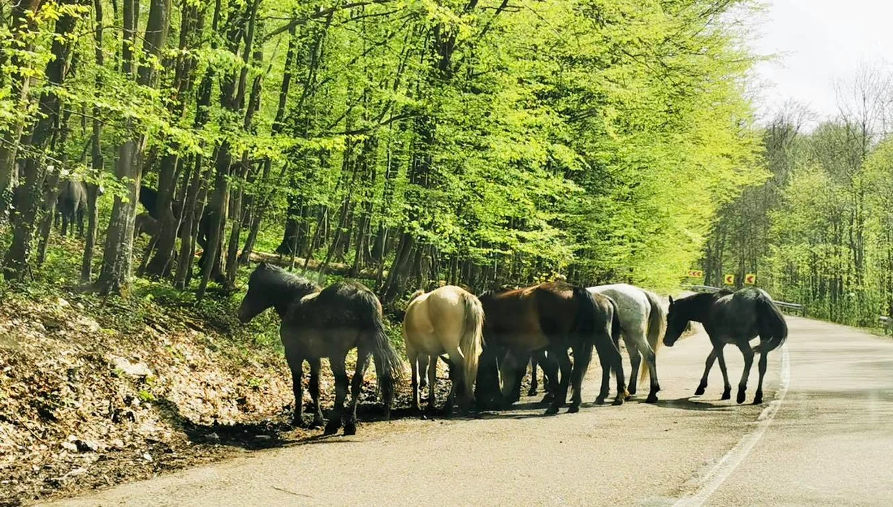 Cai sălbăticiți. Foto: DRDP Timișoara