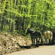 Caii salbatici din Muntii Banatului  Foto DRDP Timișoara 4 jpg