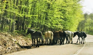 Caii salbatici din Muntii Banatului  Foto DRDP Timișoara 4 jpg