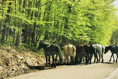 Caii salbatici din Muntii Banatului  Foto DRDP Timișoara 4 jpg