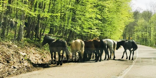 Caii salbatici din Muntii Banatului Foto DRDP Timișoara 4 jpg