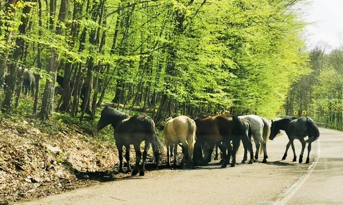 Caii salbatici din Muntii Banatului Foto DRDP Timișoara 4 jpg