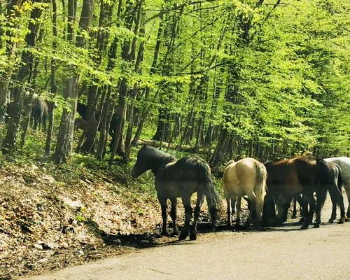 Caii salbatici din Muntii Banatului Foto DRDP Timișoara 4 jpg