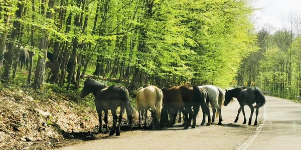 Caii salbatici din Muntii Banatului  Foto DRDP Timișoara 4 jpg