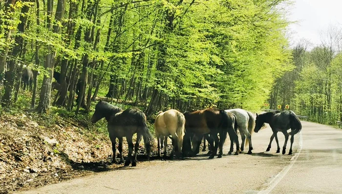 Cai sălbăticiți. Foto: DRDP Timișoara