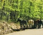 Caii salbatici din Muntii Banatului  Foto DRDP Timișoara 4 jpg