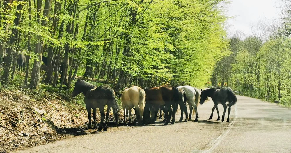România, cutreierată de mii de cai sălbăticiți. Locurile unde pot fi întâlnite hergheliile libere